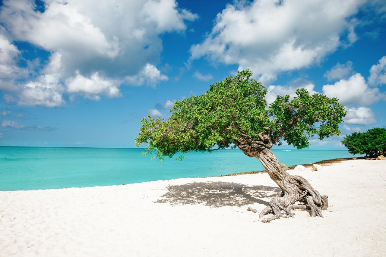 Marriott'S Aruba Surf Club Hotel Палм Бийч Екстериор снимка